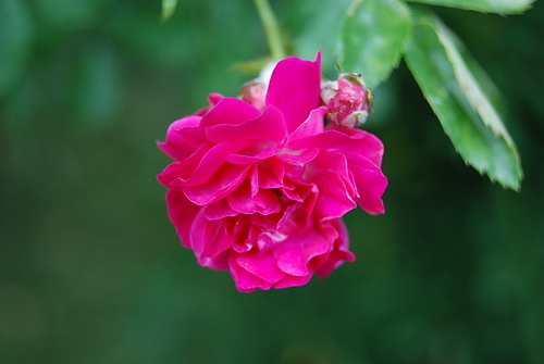 Galerie TXT - Gretchen