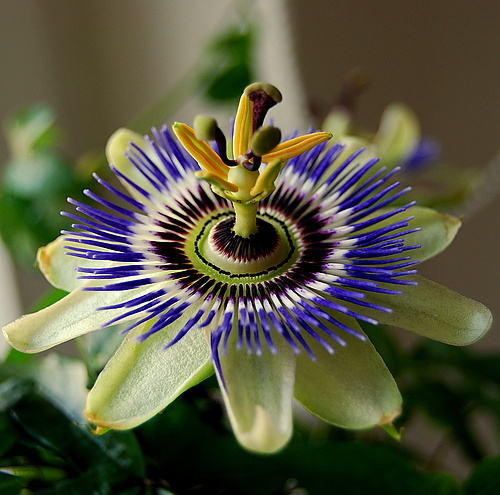 Galerie TXT - Gretchen