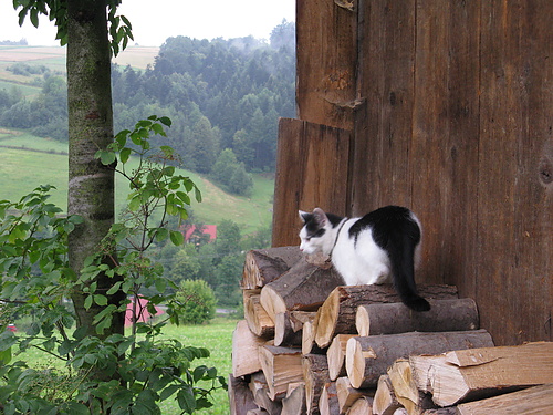 Galerie TXT - Tarantula